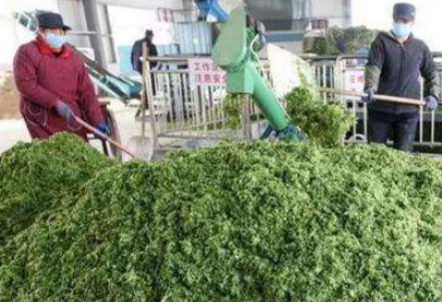 大量幾百噸廢棄菜葉回收利用生產(chǎn)工藝，果蔬垃圾廢菜葉怎么處理？